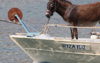 Geschichten – Erzähle ich euch gerne